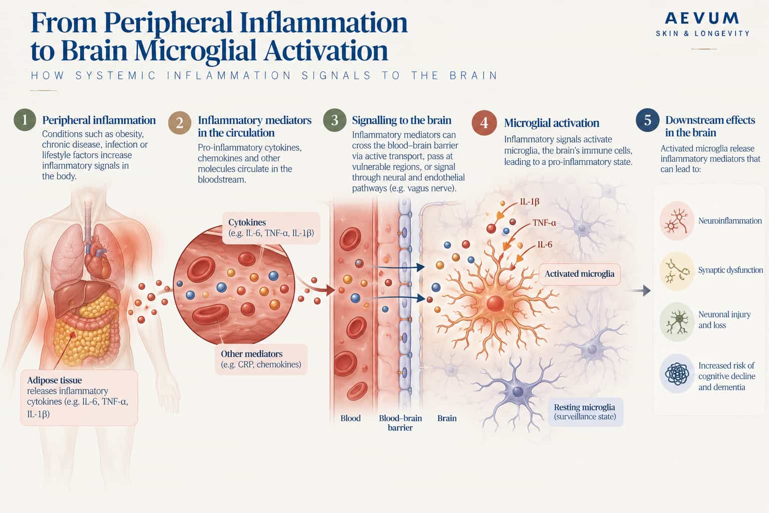 Diagram showing how inflammation in the body, from sources such as abdominal fat, releases cytokines into the blood that signal across the blood-brain barrier and activate microglia, the brain's immune cells, leading to neuroinflammation and synaptic damage