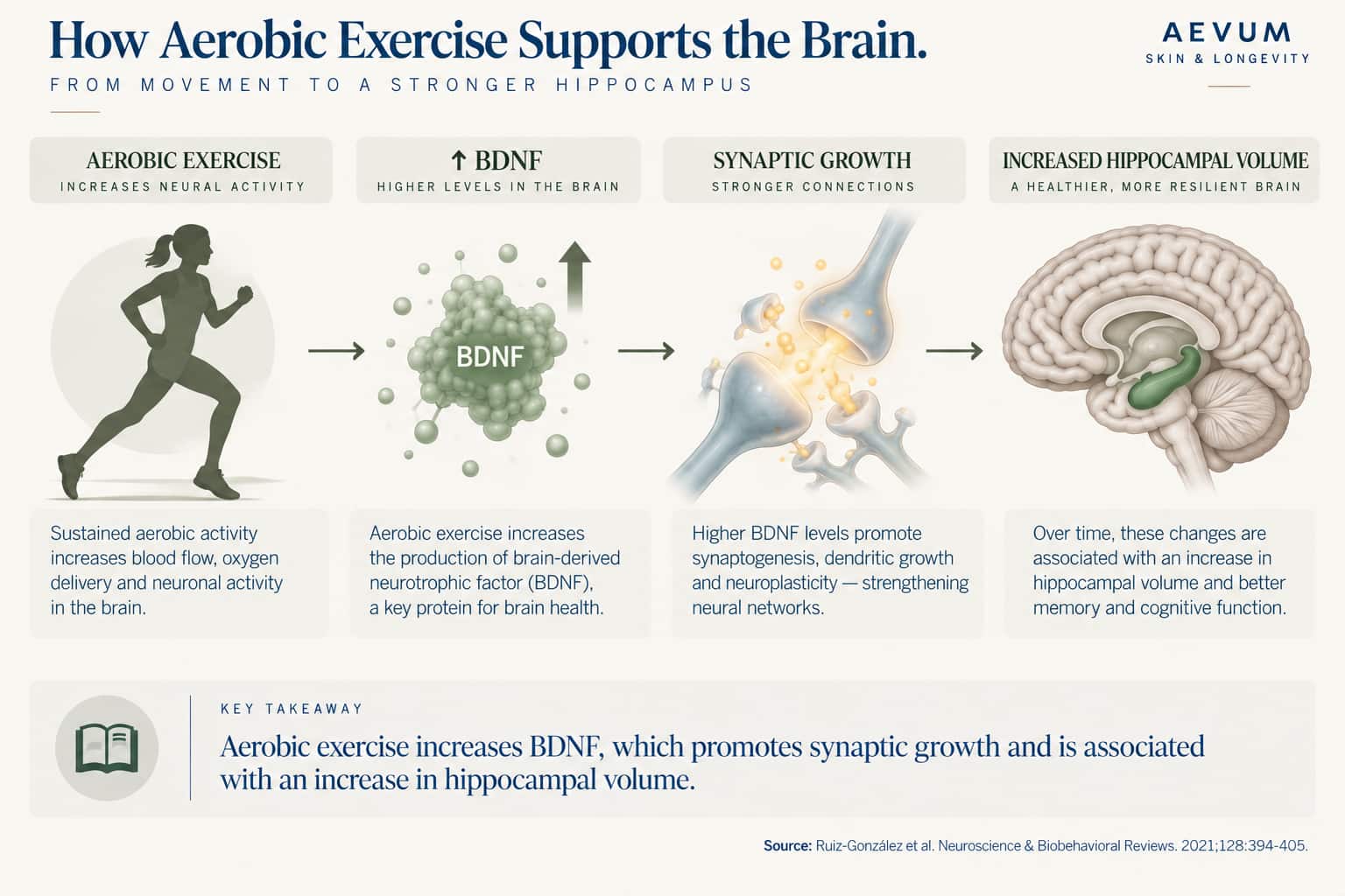 Flow diagram showing aerobic exercise increasing BDNF, which promotes synaptic growth and is associated with increased hippocampal volume