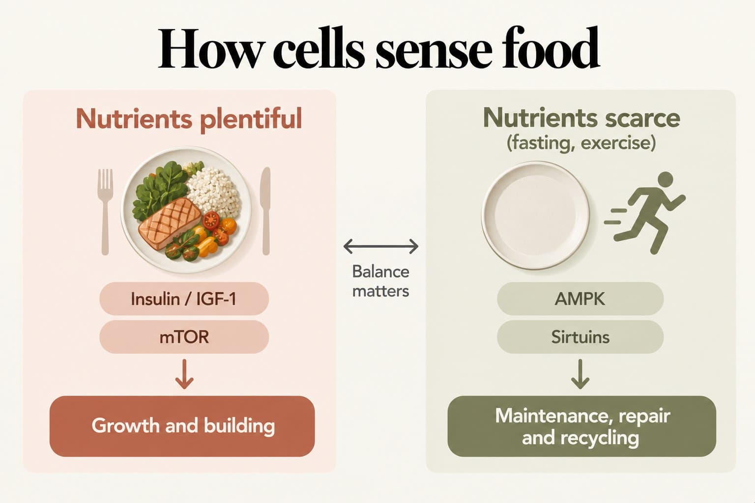 Two-panel diagram, how cells sense food: when nutrients are plentiful, insulin/IGF-1 and mTOR switch on growth and building; when nutrients are scarce, during fasting or exercise, AMPK and sirtuins switch on maintenance, repair and recycling; balance matters