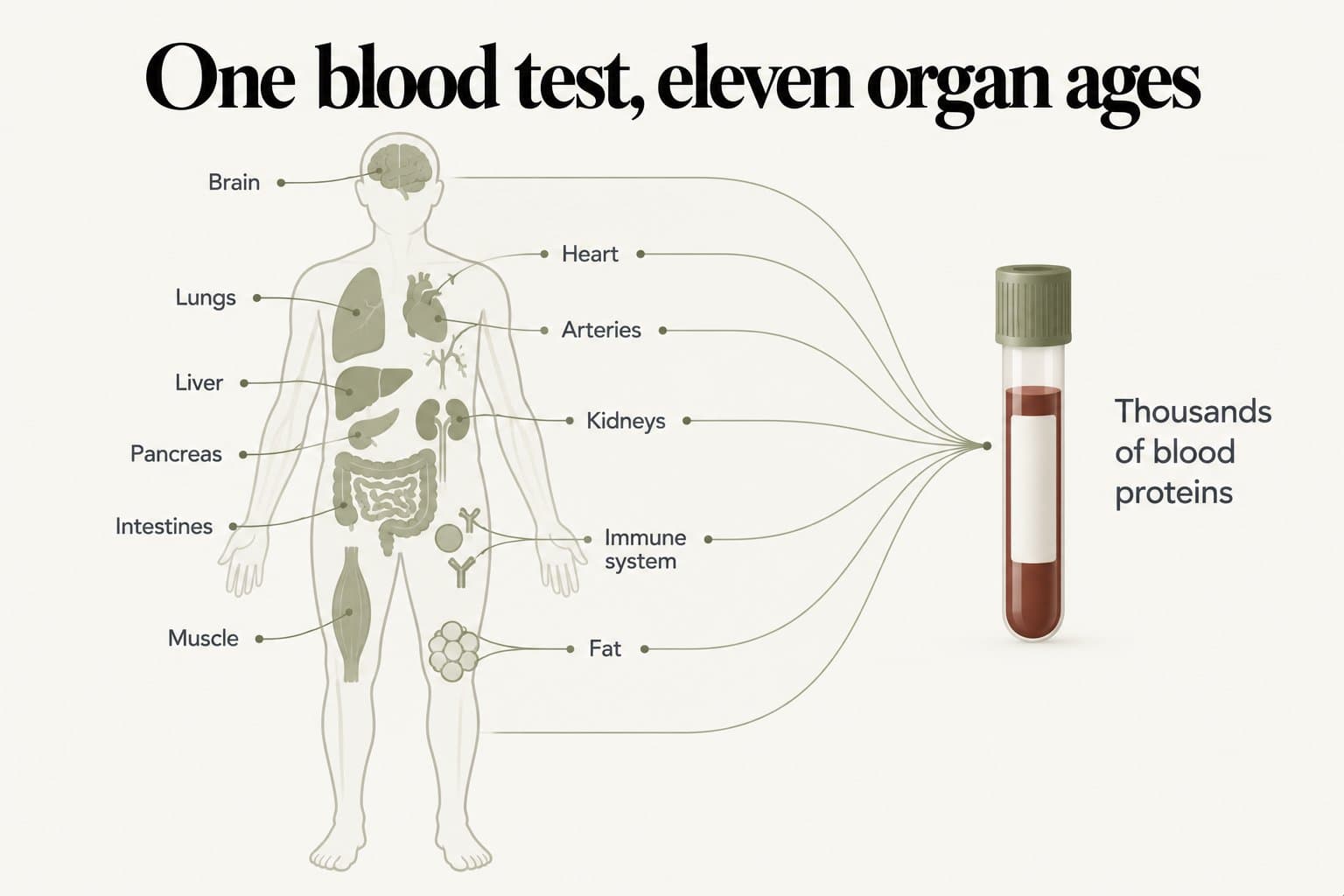 Anatomical diagram, one blood test, eleven organ ages: brain, heart, arteries, lungs, liver, kidneys, pancreas, intestines, immune system, muscle and fat, each linked to a single blood tube measuring thousands of blood proteins