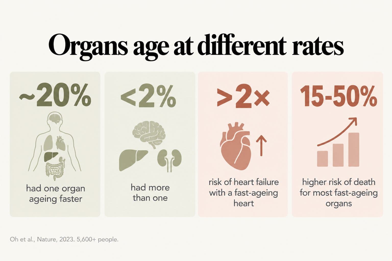 Stat tiles, organs age at different rates: about 20% of people had one organ ageing faster, fewer than 2% had more than one, a fast-ageing heart carried more than double the risk of heart failure, and most fast-ageing organs carried a 15-50% higher risk of death (Oh et al., Nature, 2023, 5,600+ people)