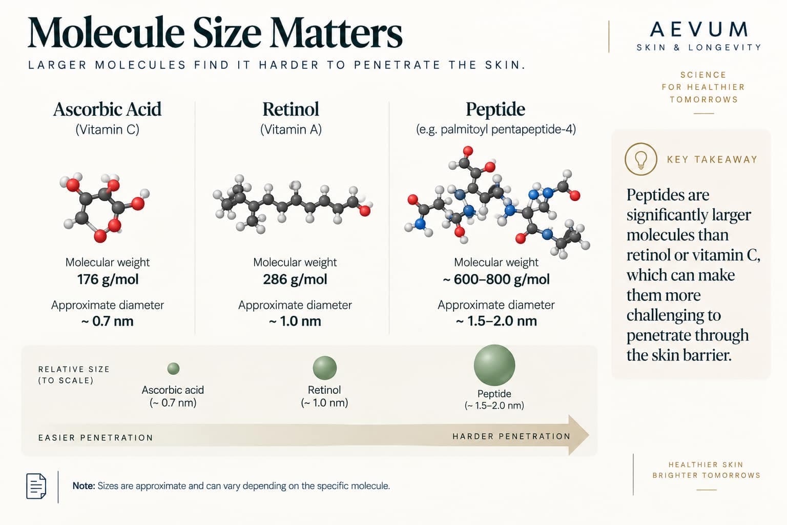 A diagram comparing the relative size of a peptide molecule against retinol and ascorbic acid, illustrating the penetration challenge