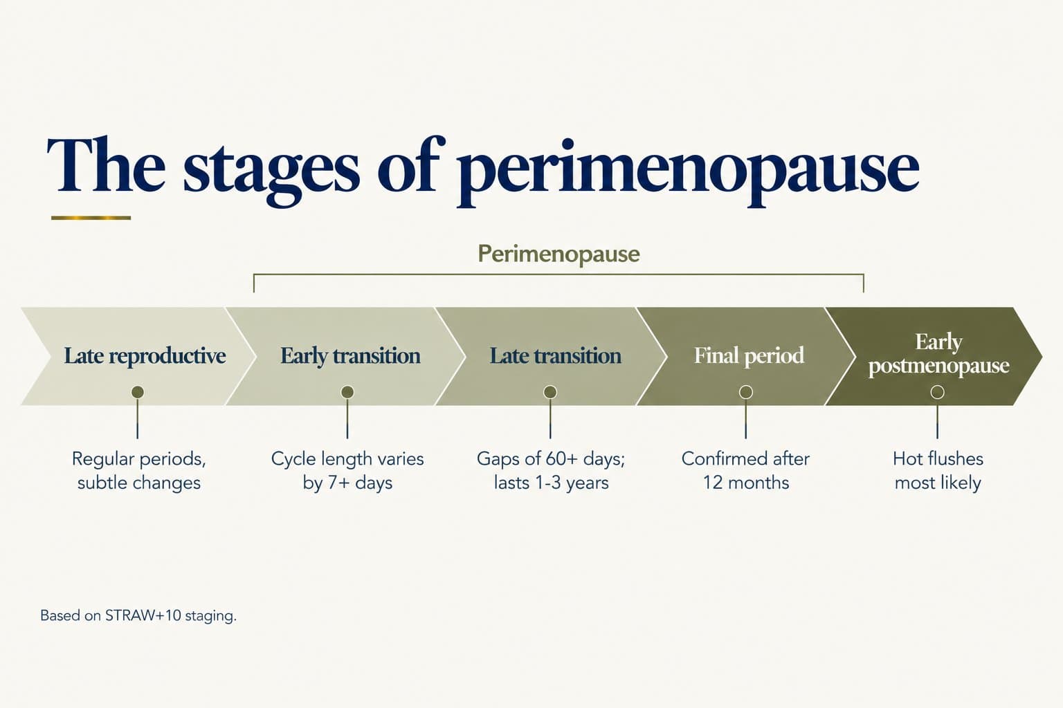 Timeline of the stages of perimenopause based on STRAW+10: late reproductive (regular periods, subtle changes), early transition (cycle length varies by 7+ days), late transition (gaps of 60+ days, lasting 1-3 years), final period (confirmed after 12 months) and early postmenopause (hot flushes most likely)