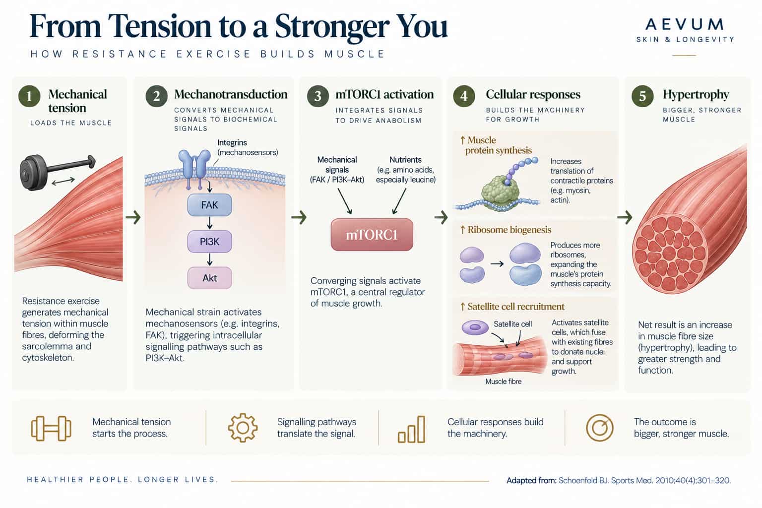 Diagram showing the pathway from mechanical tension to mechanotransduction (FAK/PI3K-Akt) to mTORC1 to muscle protein synthesis, ribosome biogenesis, and satellite cell recruitment to hypertrophy