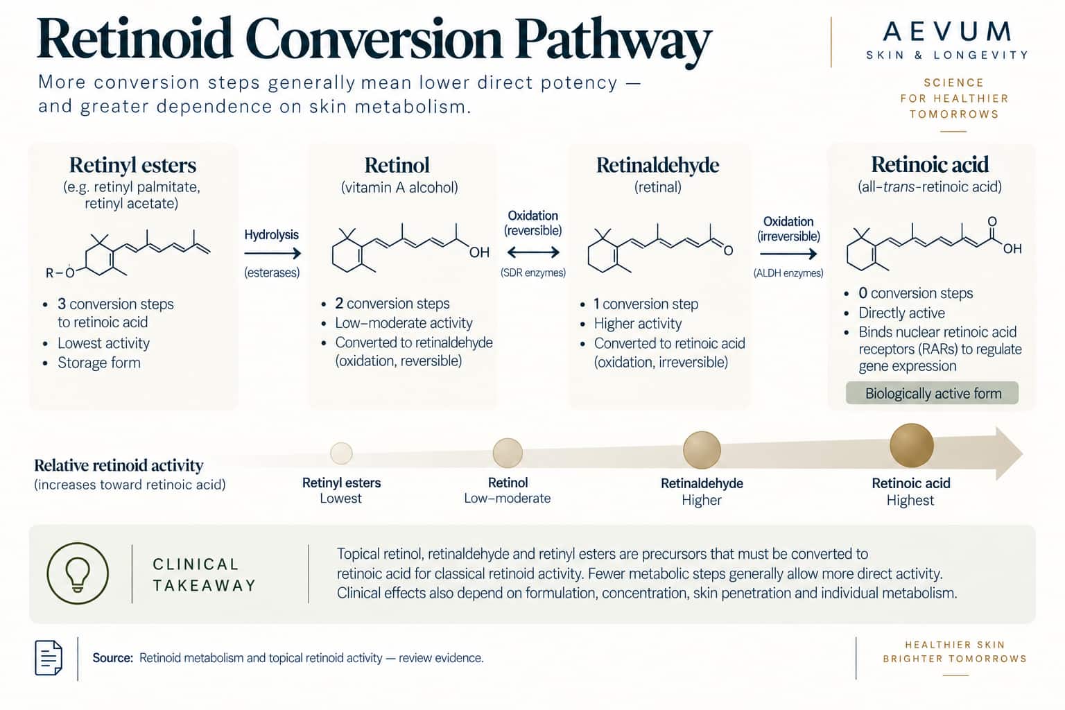A diagram showing the retinoid conversion pathway — retinyl esters to retinol to retinaldehyde to retinoic acid — with the number of steps and relative potency at each stage
