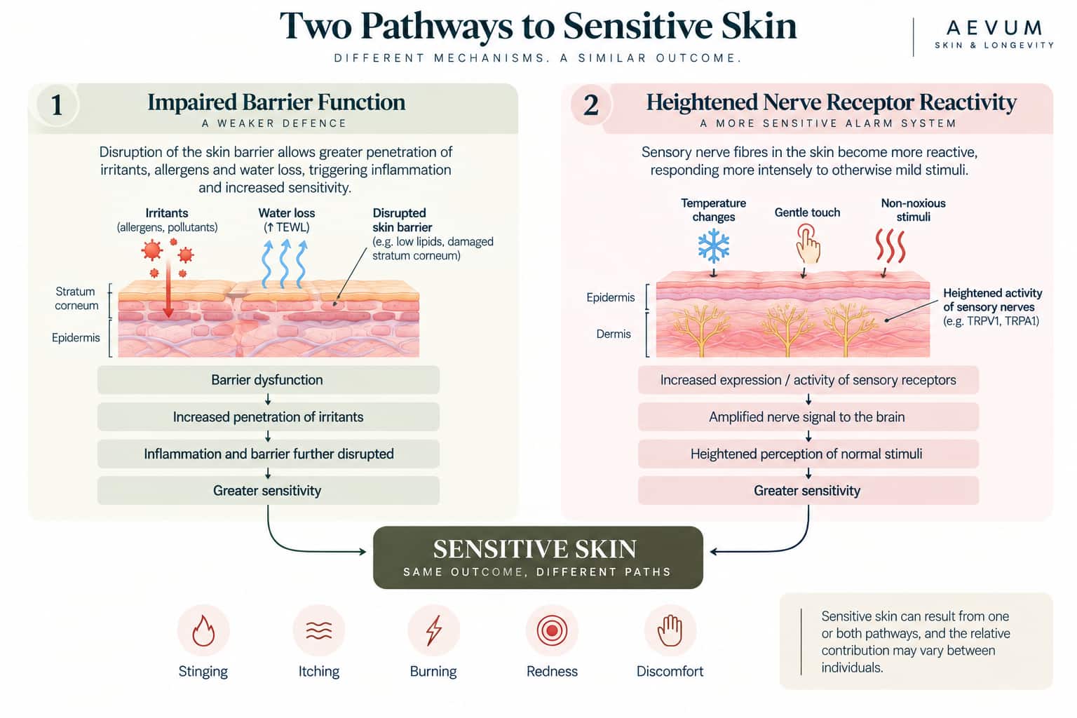 A diagram illustrating the two distinct pathways to sensitive skin — impaired barrier function versus heightened nerve receptor reactivity