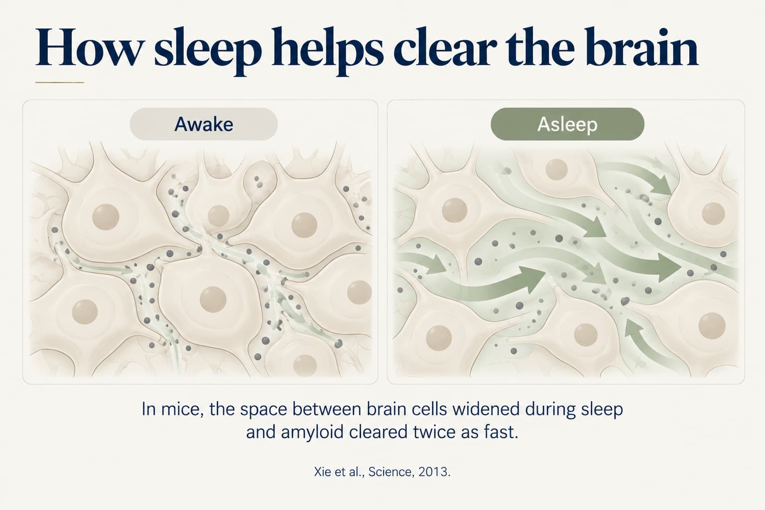 Two-panel diagram, how sleep helps clear the brain: awake, brain cells are packed closely with little fluid flow; asleep, the space between cells widens and fluid carries waste away. In mice, amyloid cleared twice as fast during sleep