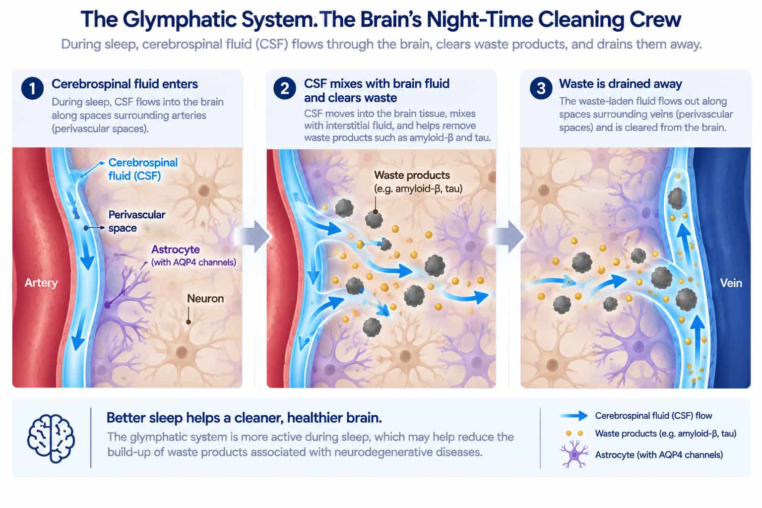 A simplified diagram of the glymphatic system clearing waste from brain tissue during sleep
