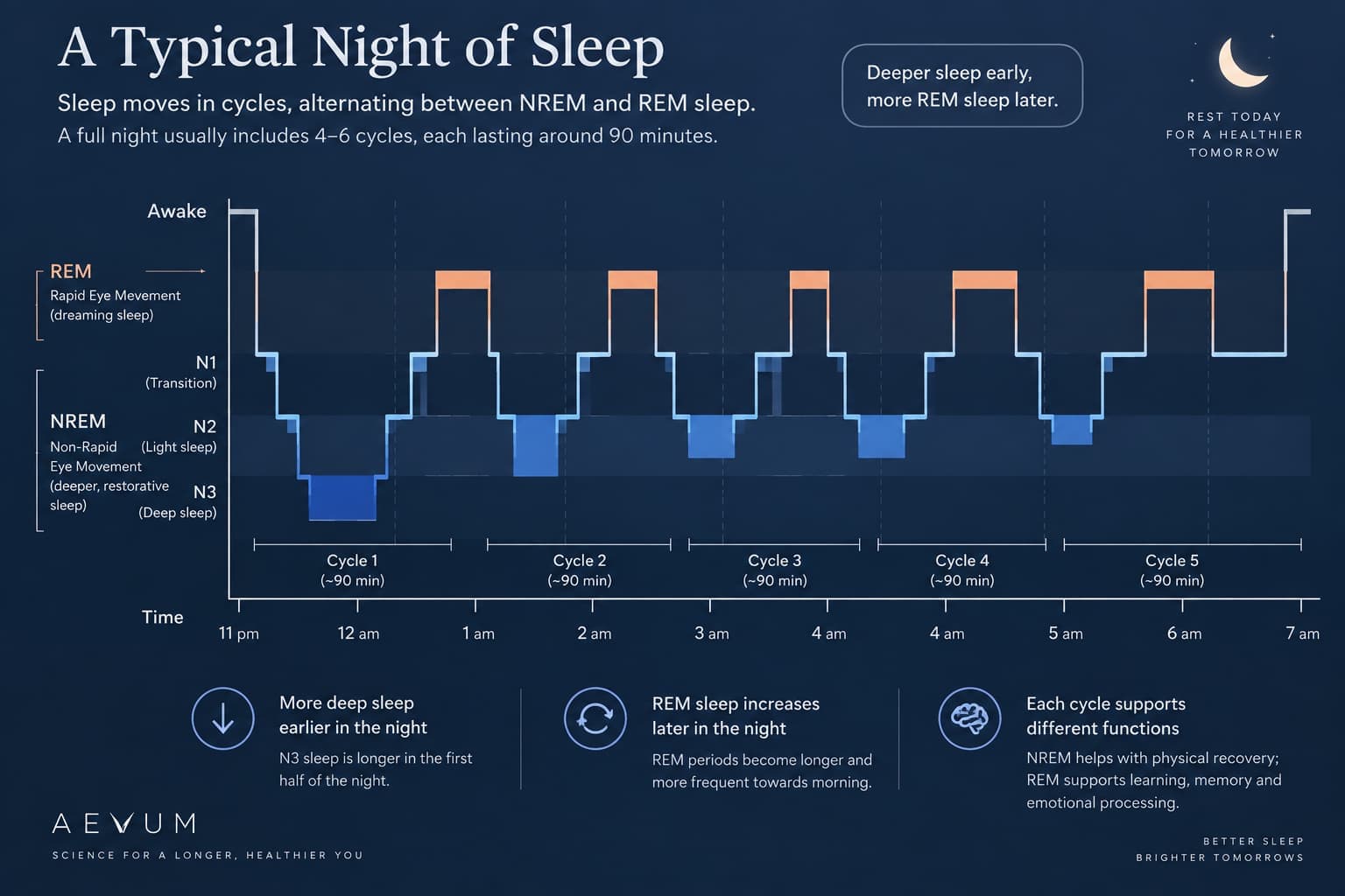 A sleep stage hypnogram showing the cycling pattern of NREM and REM sleep across a night