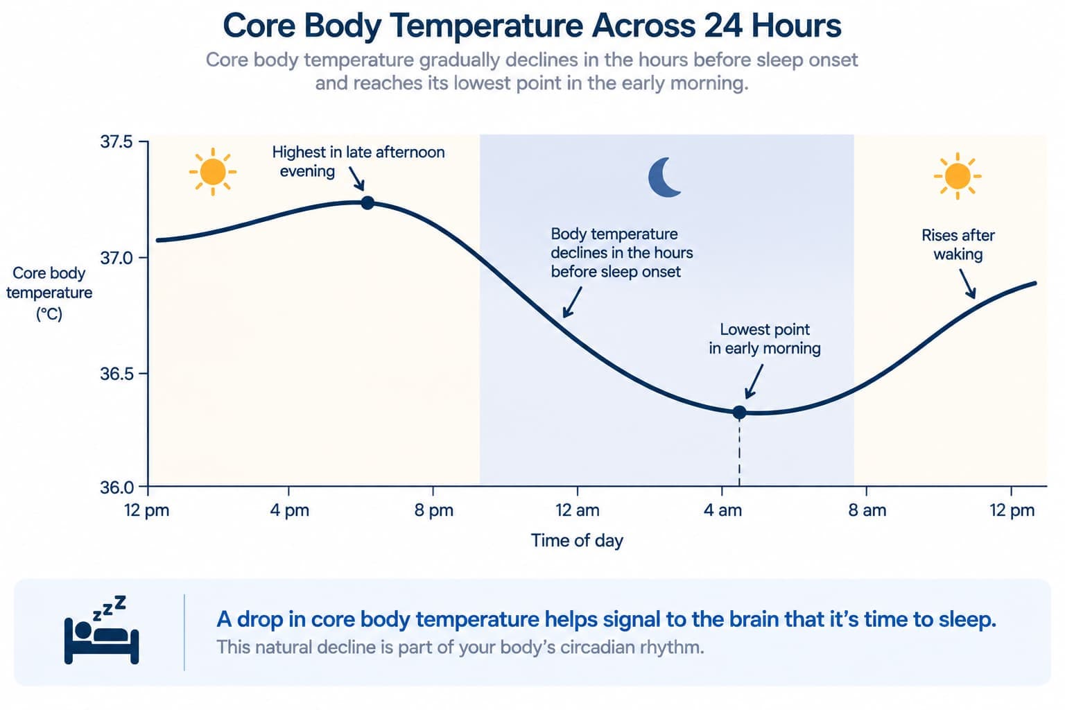 A graph showing core body temperature declining in the hours before sleep onset and reaching its lowest point in the early morning