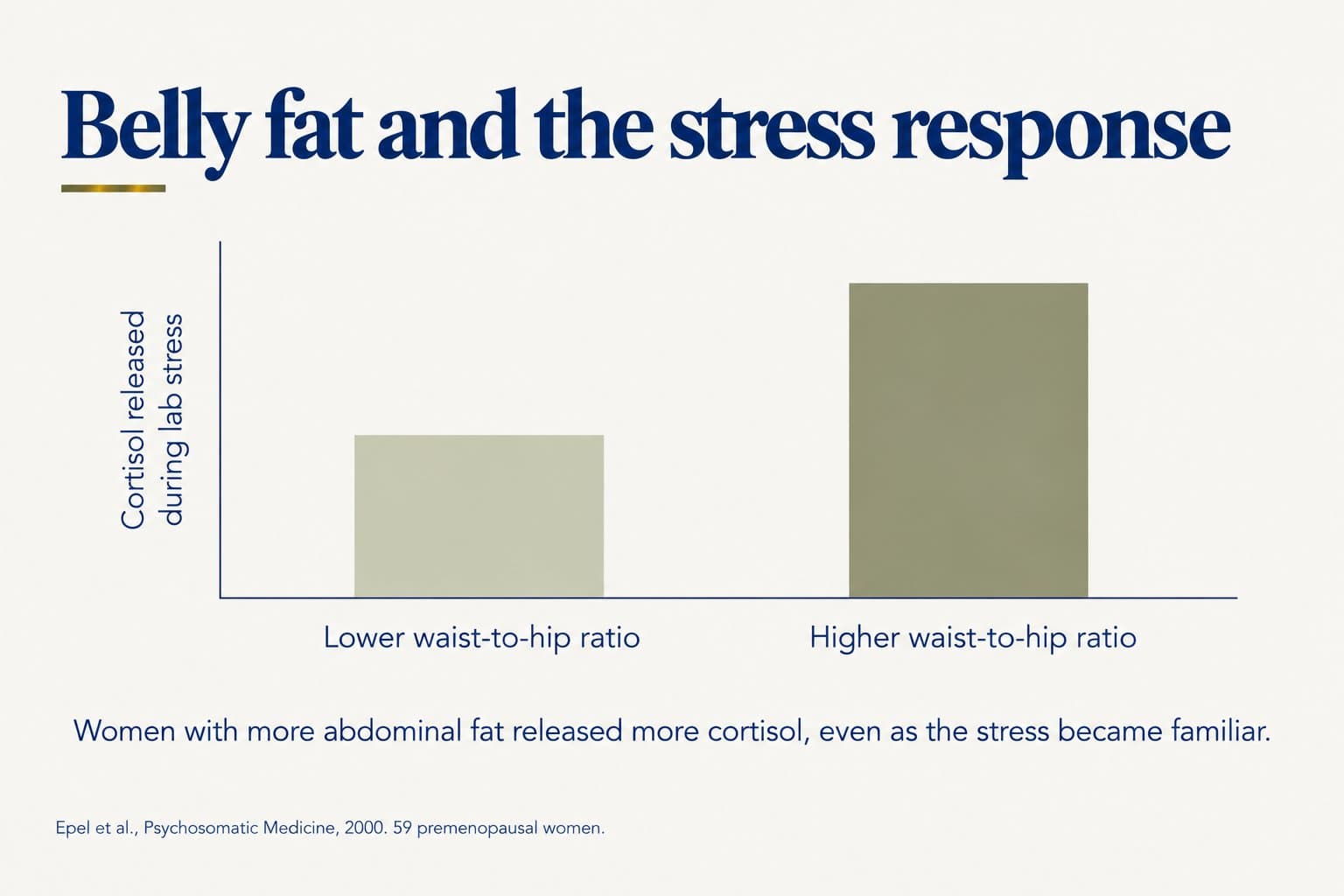 Two-bar chart, belly fat and the stress response: women with a higher waist-to-hip ratio released more cortisol during lab stress than women with a lower ratio, even as the stress became familiar (Epel et al., Psychosomatic Medicine, 2000, 59 premenopausal women)