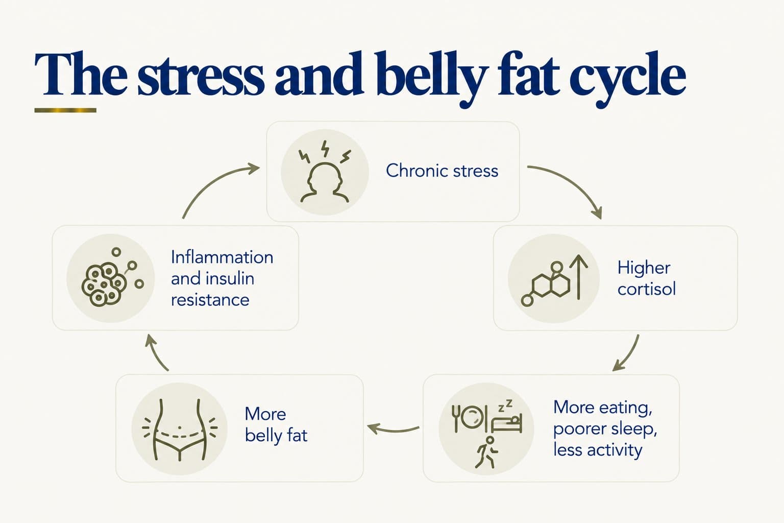 Cycle diagram, the stress and belly fat cycle: chronic stress leads to higher cortisol, then more eating, poorer sleep and less activity, then more belly fat, then inflammation and insulin resistance, which feed back into chronic stress