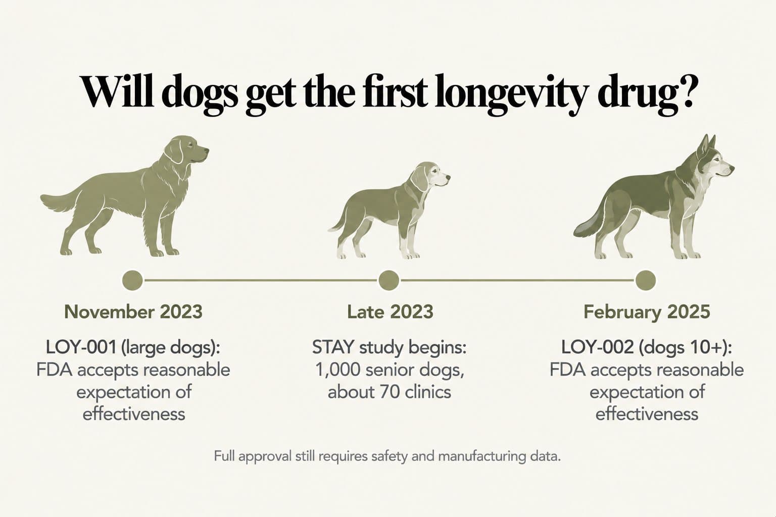 Timeline, will dogs get the first longevity drug? November 2023: FDA accepts reasonable expectation of effectiveness for LOY-001 in large dogs; STAY study of 1,000 senior dogs in about 70 clinics begins; February 2025: FDA accepts reasonable expectation of effectiveness for LOY-002 in dogs aged 10 and over. Full approval still requires safety and manufacturing data