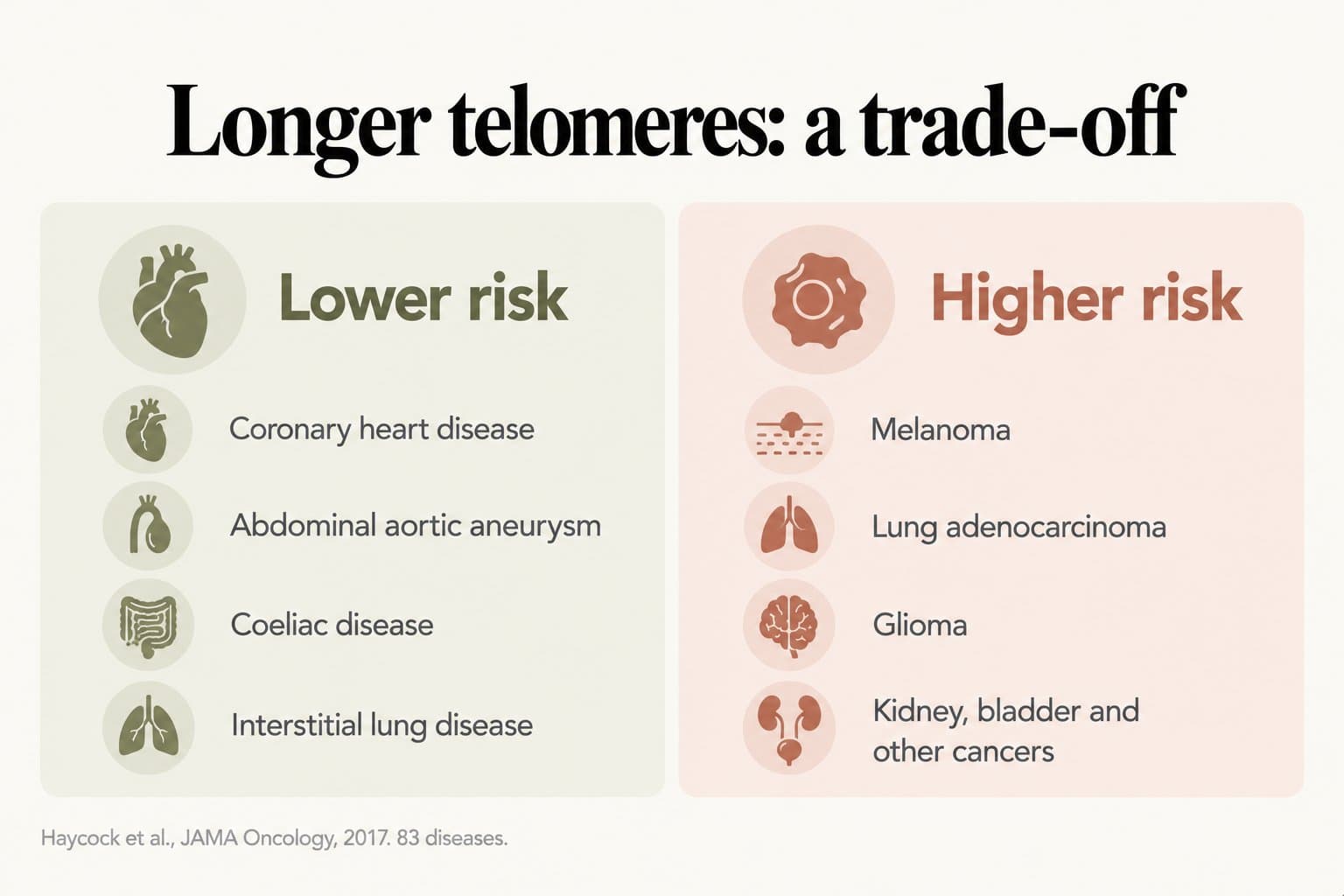 Two-column diagram, longer telomeres: a trade-off. Lower risk of coronary heart disease, abdominal aortic aneurysm, coeliac disease and interstitial lung disease; higher risk of melanoma, lung adenocarcinoma, glioma and kidney, bladder and other cancers (Haycock et al., JAMA Oncology, 2017, 83 diseases)