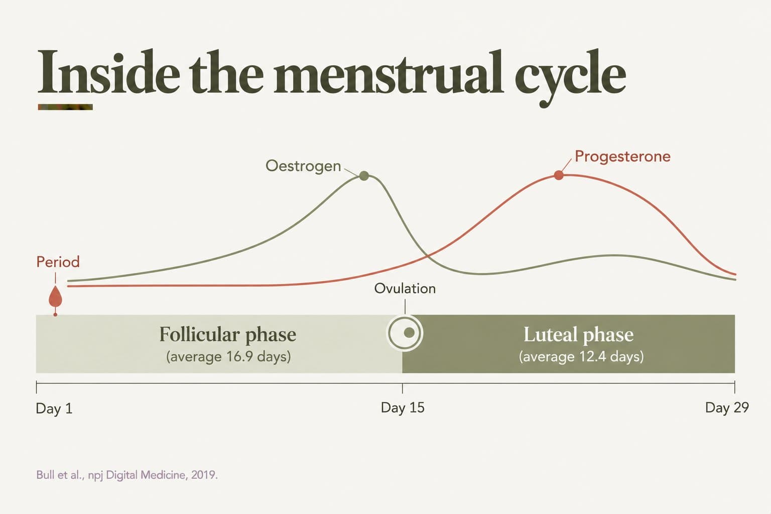 Diagram, inside the menstrual cycle: from day 1 (period) to day 29, the follicular phase (average 16.9 days) with oestrogen peaking before ovulation, then the luteal phase (average 12.4 days) with progesterone rising after ovulation (Bull et al., npj Digital Medicine, 2019)