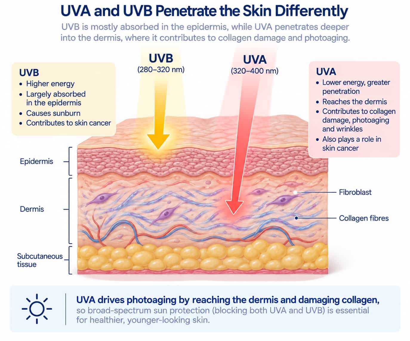 A cross-sectional skin diagram showing UVA penetrating into the dermis while UVB is largely absorbed within the epidermis