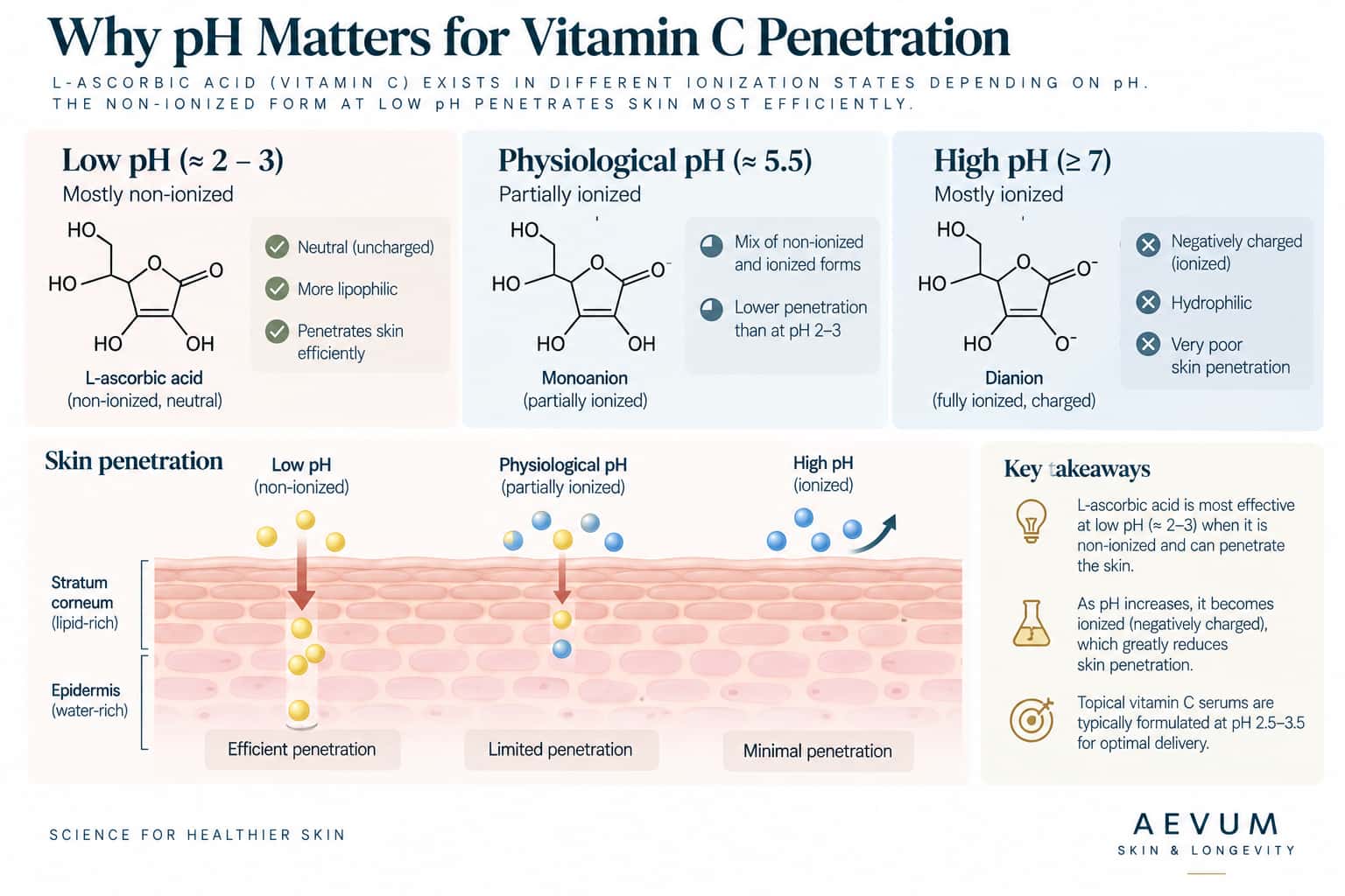 A diagram showing L-ascorbic acid's ionization state at different pH levels, illustrating why only the low-pH, non-ionized form penetrates skin efficiently