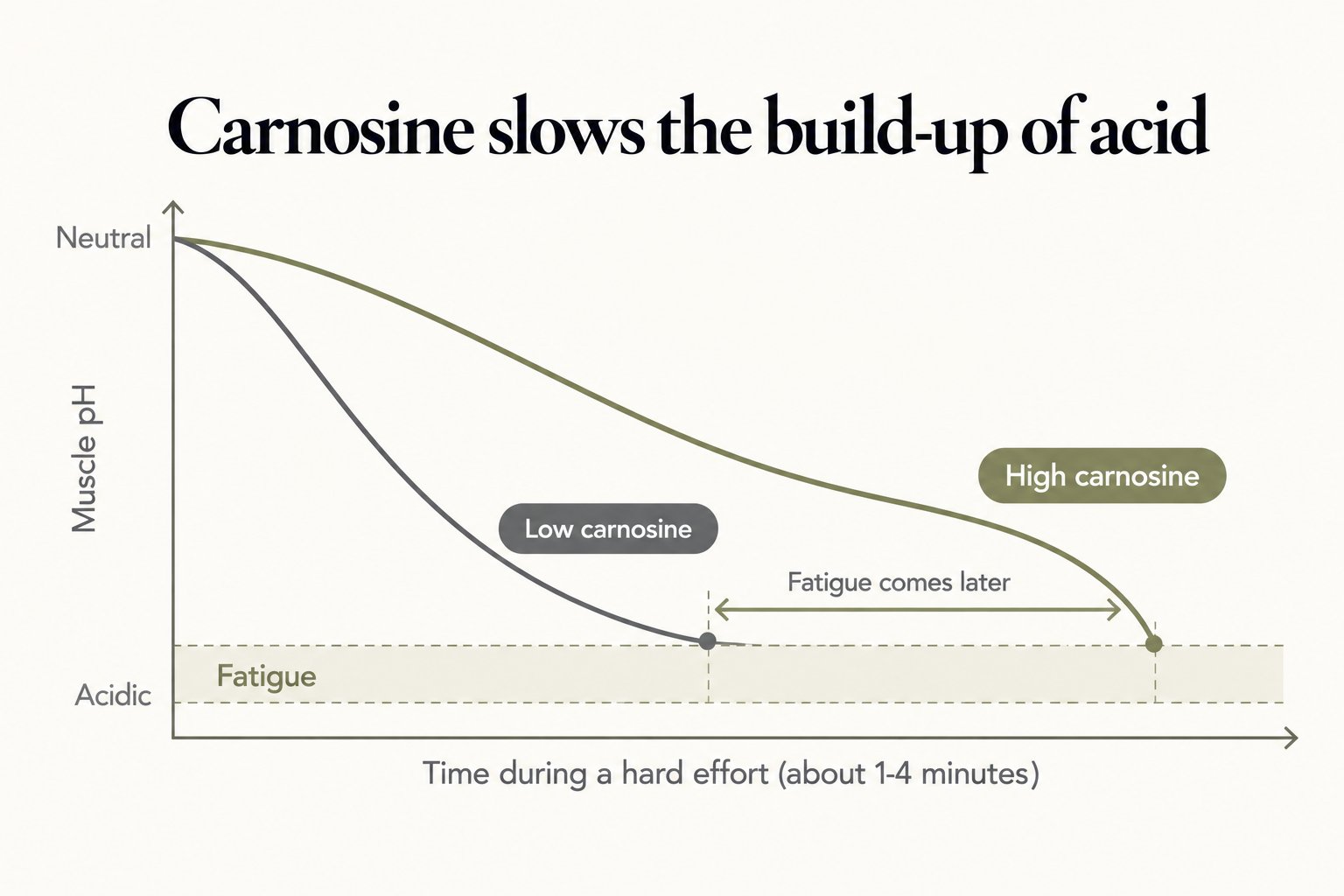 Carnosine slows the build-up of acid: muscle pH falls more slowly with high carnosine during a hard effort, so fatigue comes later