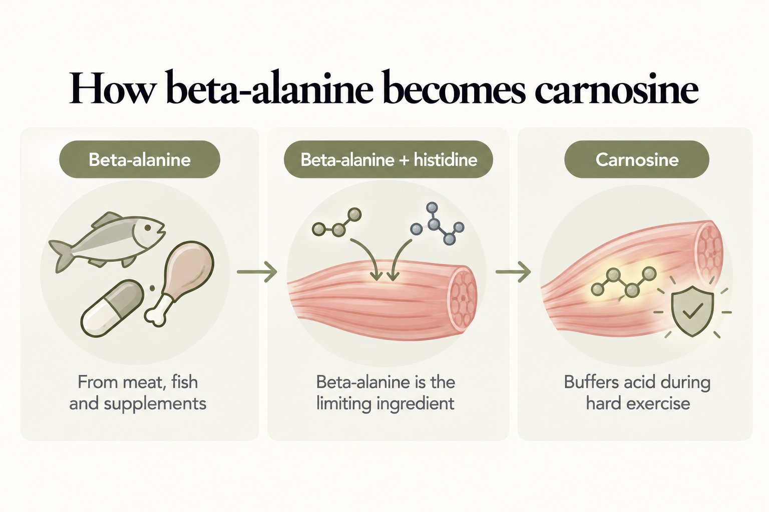 How beta-alanine becomes carnosine: beta-alanine from meat, fish and supplements combines with histidine in muscle to form carnosine, which buffers acid during hard exercise