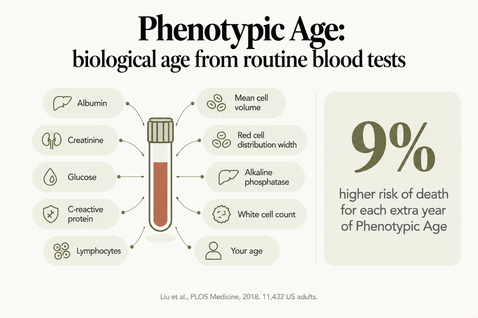 Diagram, Phenotypic Age: biological age from routine blood tests. Albumin, creatinine, glucose, C-reactive protein, lymphocytes, mean cell volume, red cell distribution width, alkaline phosphatase, white cell count and your age; 9% higher risk of death for each extra year of Phenotypic Age (Liu et al., PLOS Medicine, 2018, 11,432 US adults)