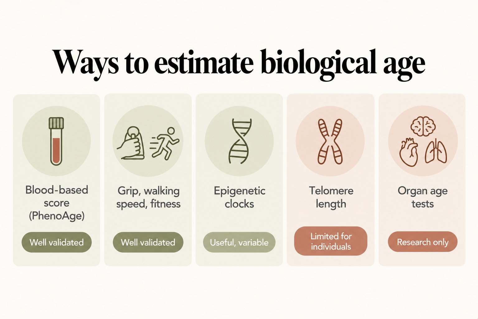 Overview, ways to estimate biological age: blood-based score (PhenoAge) well validated; grip, walking speed and fitness well validated; epigenetic clocks useful but variable; telomere length limited for individuals; organ age tests research only