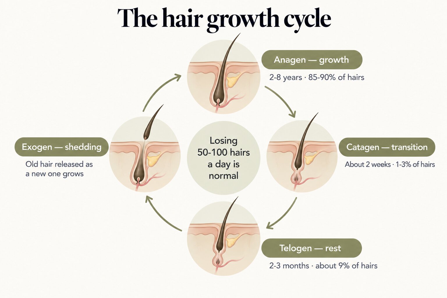 The hair growth cycle: anagen (growth, 2-8 years, 85-90% of hairs), catagen (transition, about 2 weeks, 1-3% of hairs), telogen (rest, 2-3 months, about 9% of hairs) and exogen (shedding, as a new hair grows); losing 50-100 hairs a day is normal