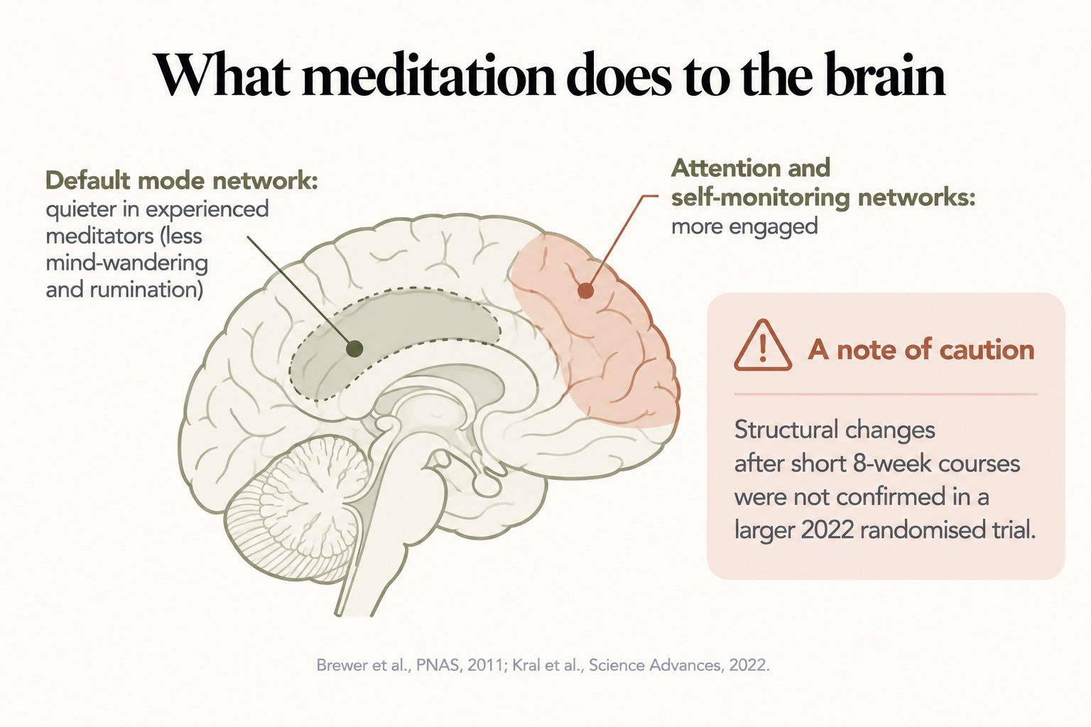 What meditation does to the brain: a quieter default mode network in experienced meditators, more engaged attention networks, and a caution that 8-week structural changes were not confirmed