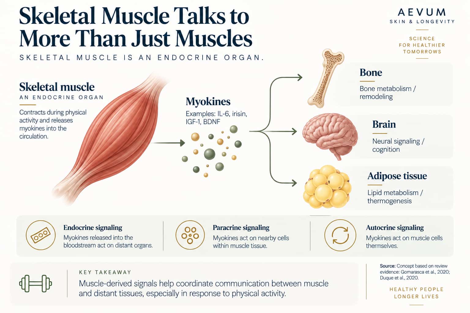 Diagram showing skeletal muscle secreting myokines that signal to bone, brain, and adipose tissue