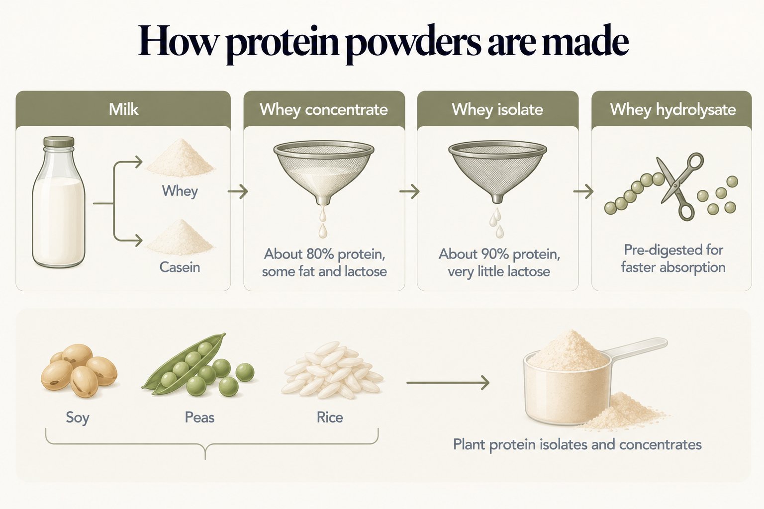 How protein powders are made: milk separates into whey and casein; whey is filtered into whey concentrate (about 80% protein, some fat and lactose), filtered further into whey isolate (about 90% protein, very little lactose), or enzyme-treated into whey hydrolysate (pre-digested for faster absorption); soy, peas and rice are extracted into plant protein isolates and concentrates