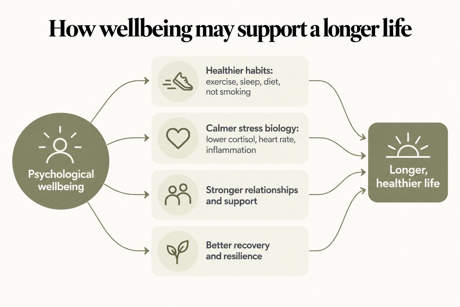 Pathways diagram, how wellbeing may support a longer life: psychological wellbeing leads to healthier habits (exercise, sleep, diet, not smoking), calmer stress biology (lower cortisol, heart rate, inflammation), stronger relationships and support, and better recovery and resilience, all leading to a longer, healthier life