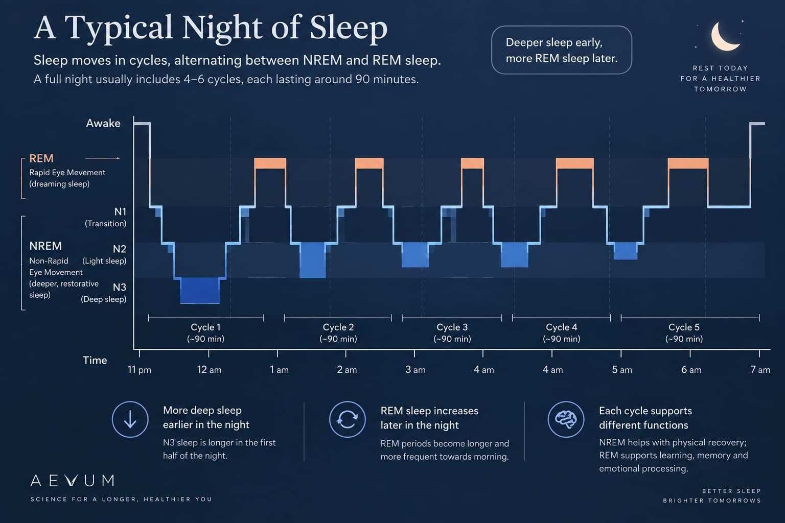A sleep stage hypnogram showing the cycling pattern of NREM and REM sleep across a night