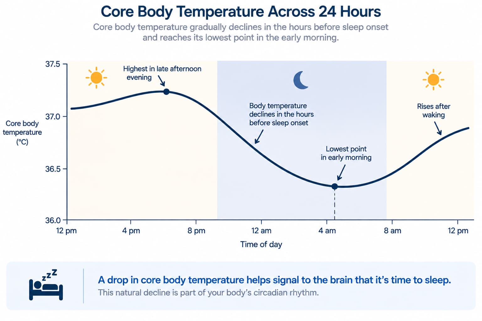 A graph showing core body temperature declining in the hours before sleep onset and reaching its lowest point in the early morning