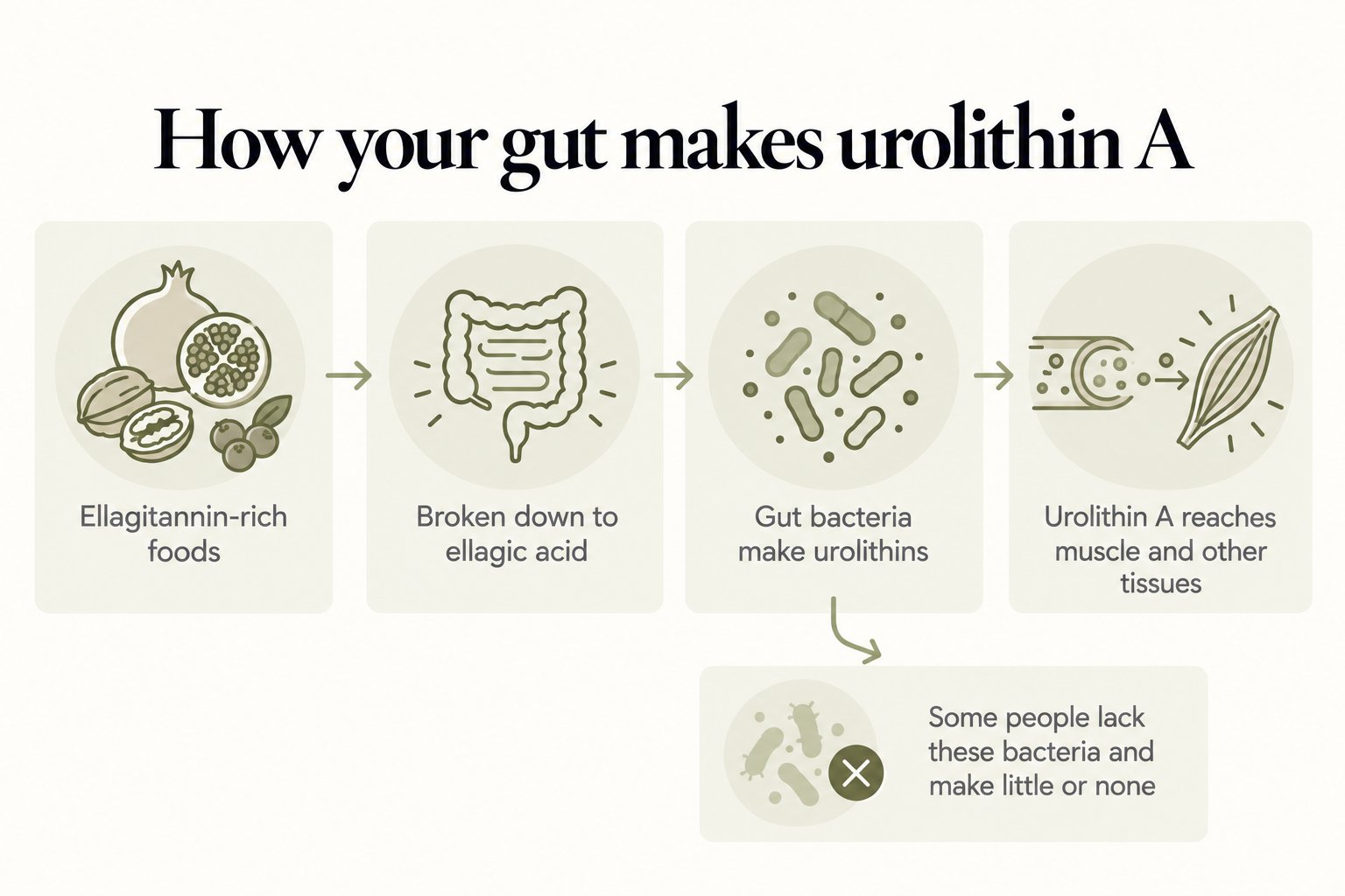 How your gut makes urolithin A: ellagitannin-rich foods are broken down to ellagic acid, gut bacteria make urolithins, and urolithin A reaches muscle; some people lack these bacteria