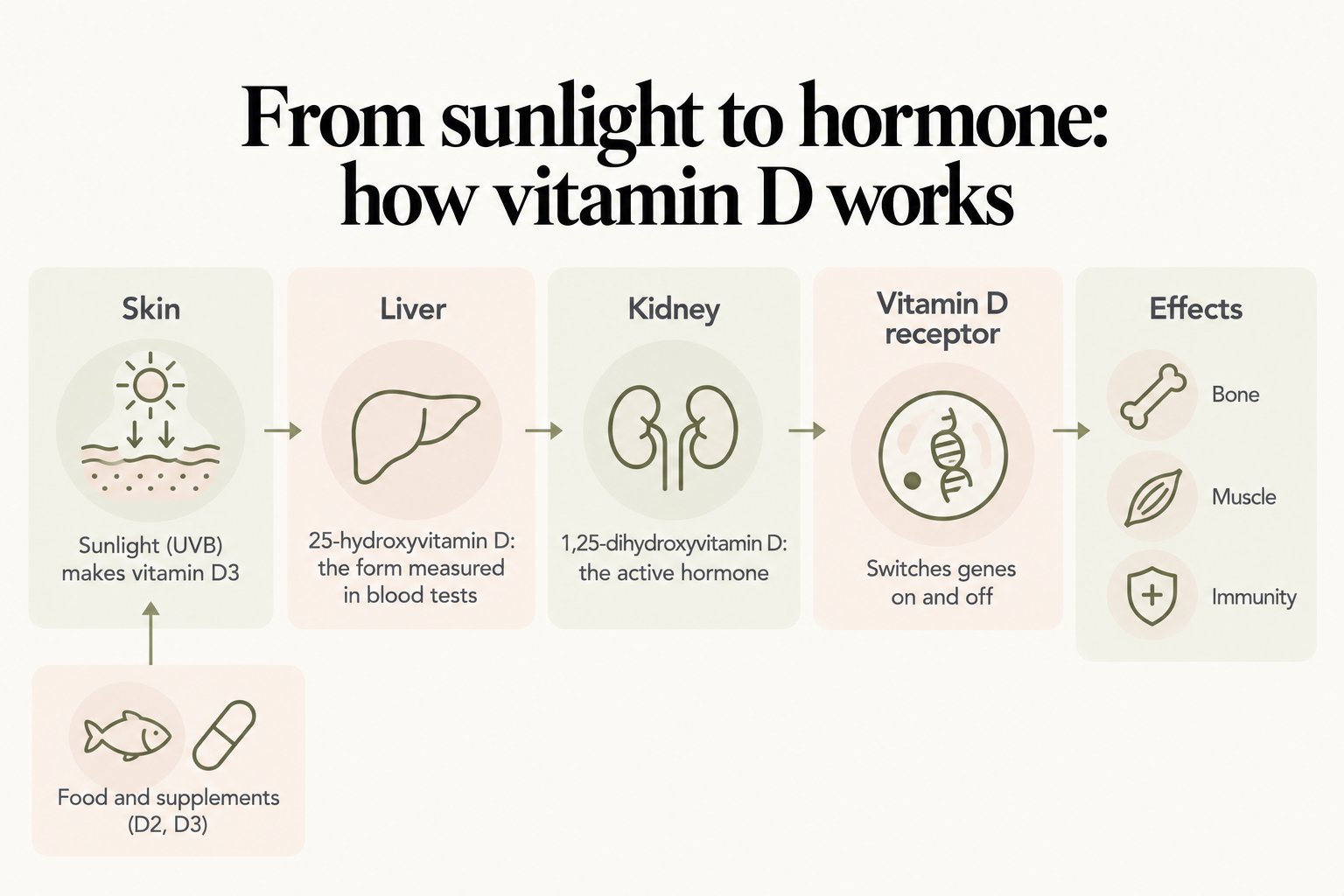 Pathway diagram, from sunlight to hormone: how vitamin D works. Sunlight (UVB) makes vitamin D3 in the skin, with food and supplements (D2, D3) joining; the liver makes 25-hydroxyvitamin D, the form measured in blood tests; the kidney makes 1,25-dihydroxyvitamin D, the active hormone; it binds the vitamin D receptor to switch genes on and off, with effects on bone, muscle and immunity